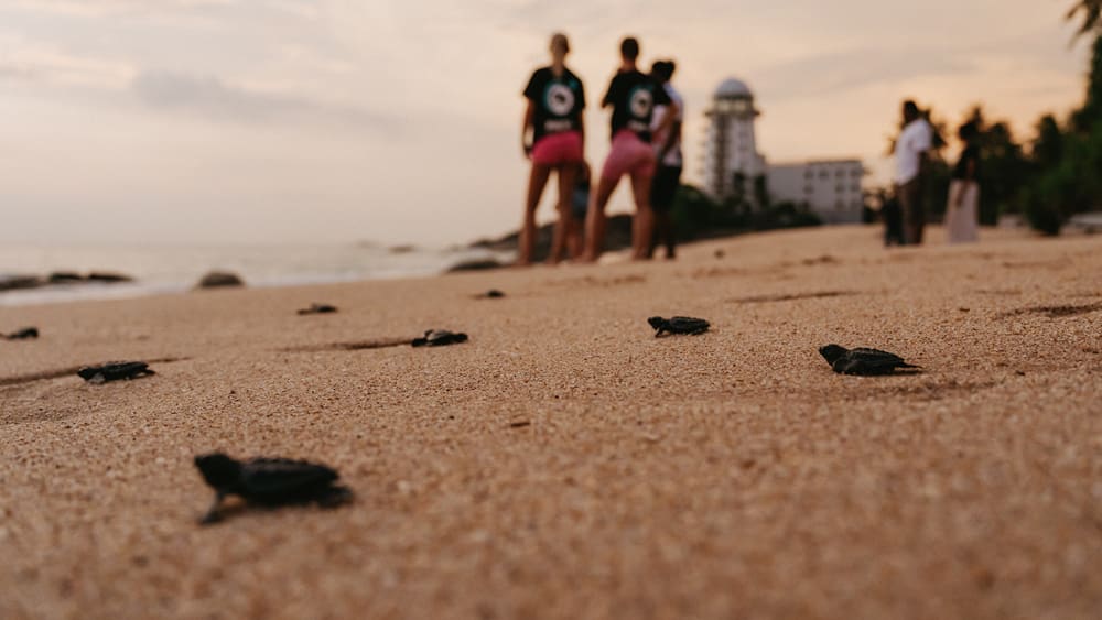Baby sea turtles hatch at sunset, guided by volunteers during coastal conservation efforts.